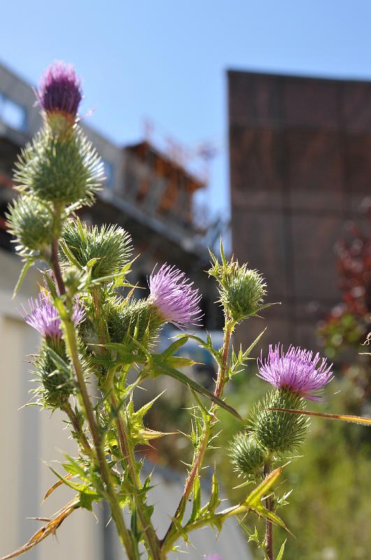 chu_20080723_D300_3897.JPG