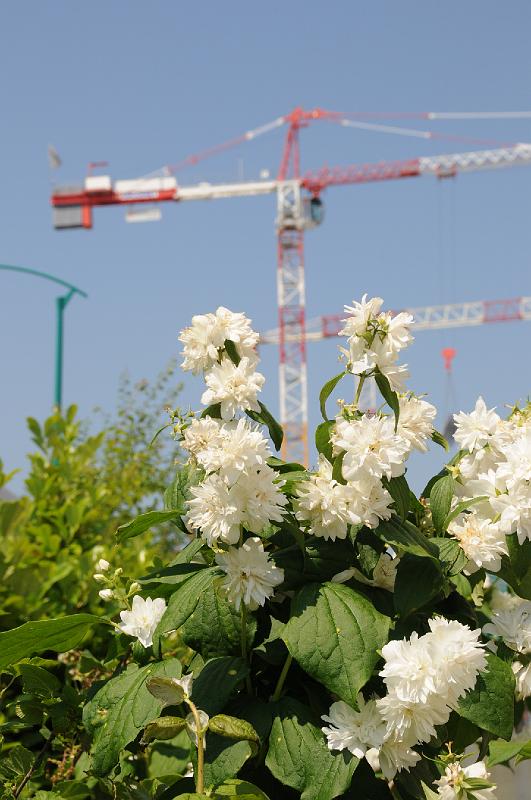 chu_20080611_D300_3194.JPG