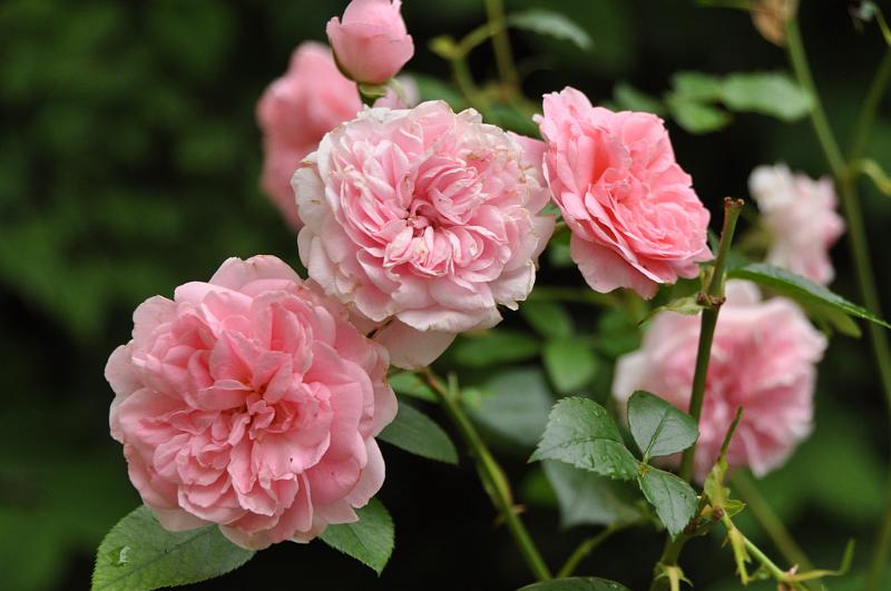 chu_20090722_D90_0551.JPG
