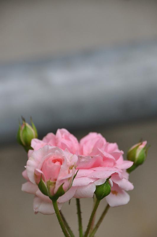 chu_20090722_D90_0553.JPG