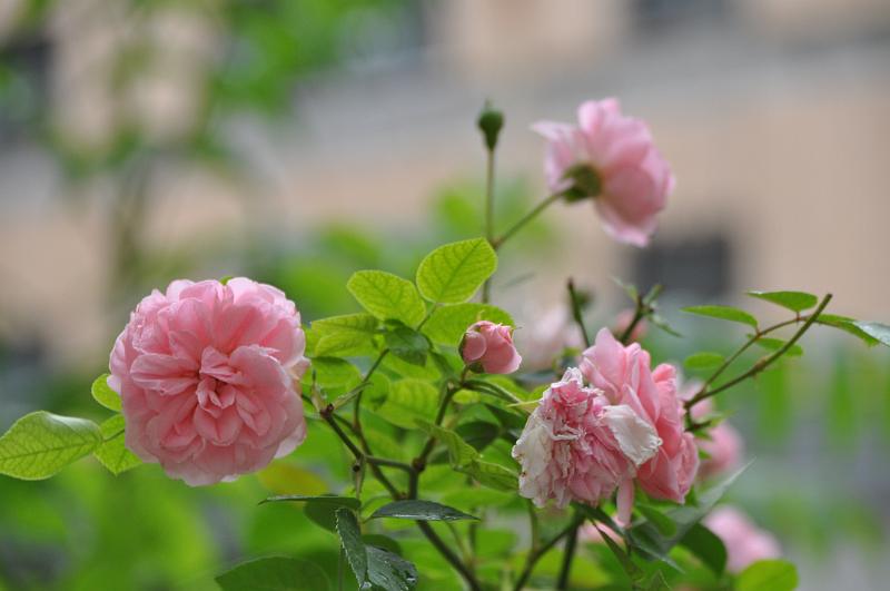 chu_20090722_D90_0554.JPG