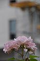 chu_20090527_D90_0305