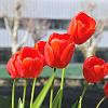 chu_20080416_D300_1813