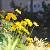 chu_20080609_D300_30510475