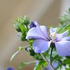 chu_20080724_D300_3930