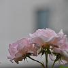 chu_20090527_D90_0306