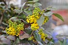 chu_20080319_D300_1419