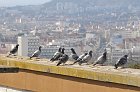 chu_20080404_D300_1635