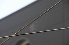 chu_20080521_D300_2651