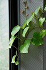 chu_20080626_w170_3497