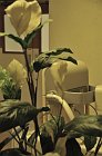 chu_20080924_D300_5688
