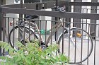 chu_20090512_D300_8749