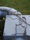 chu_20090730_W170_0799