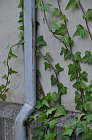 chu_20090804_D90_0655