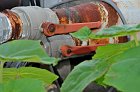 chu_20100625_D300__4815